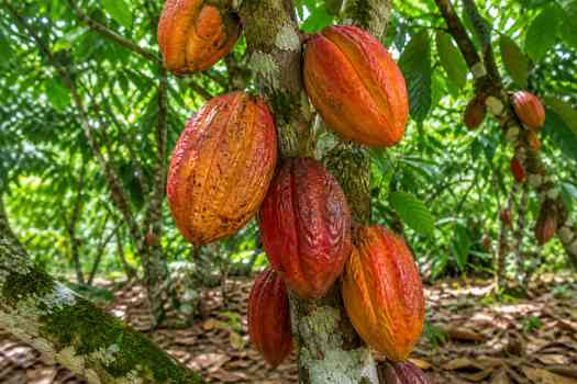 Close-up of ripe cacao pods in Paragominas, Pará, Brazil, showcasing agricultural abundance.