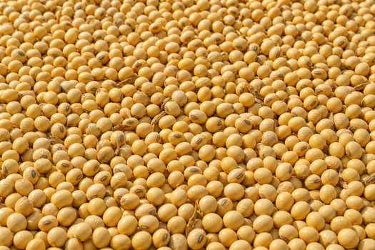 Detailed view of harvested soybeans highlighting agricultural abundance.